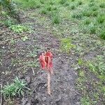 Hydnora abyssinica Hábitos