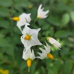 Solanum chacoense