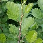 Alnus glutinosa Folio