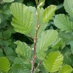 Alnus glutinosa Blatt