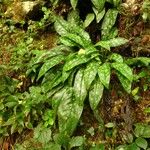 Pulmonaria longifolia ᱛᱟᱦᱮᱸ