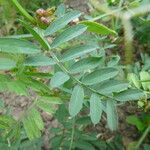 Vicia melanops Other