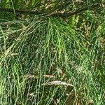 Allocasuarina torulosa Blad