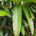 Calophyllum soulattri برگ