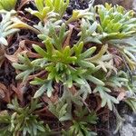 Saxifraga cuneata Liść