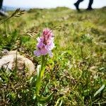 Dactylorhiza maculataFlower