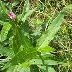 Persicaria amphibia ഇല