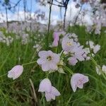 Allium massaessylum Fula