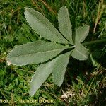 Potentilla valderia Leaf