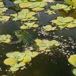 Pistia stratiotes Habit