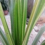 Cordyline indivisa পাতা