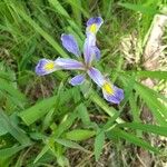 Iris virginica Virág