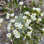 Saxifraga caesia Fula