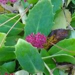 Sedum telephium Leaf