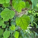 Tilia x europaea Blad