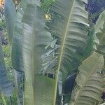 Ravenala madagascariensis Folha