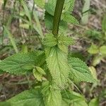 Nepeta nuda Blad