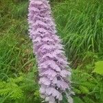 Dactylorhiza maculataKvet