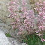 Heuchera caespitosa Habit