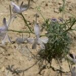 Delphinium pubescens Habit