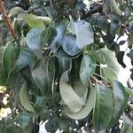 Pyrus communis Folio