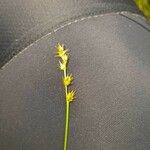 Carex echinata പുഷ്പം