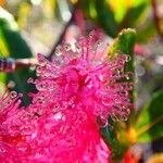 Cunonia vieillardii Flor