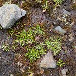 Oritrophium limnophilum Habit