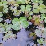 Marsilea quadrifolia Likasa