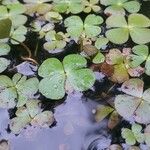 Marsilea quadrifolia Levél