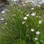 Heliosperma pusillum Flower