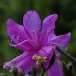 Rhododendron wadanum Flower