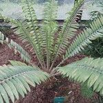 Encephalartos pterogonus पत्ता