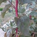 Atriplex hortensis Hoja