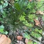 Deschampsia cespitosa Hoja