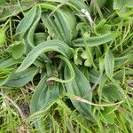 Plantago atrata Blad