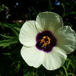 Hibiscus trionum Virág