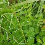 Sanguisorba officinalisഇല