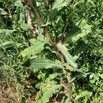 Lactuca virosa Leaf