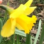 Narcissus pseudonarcissus Blomst