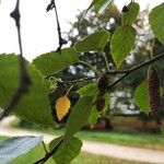 Betula pubescens Fruit