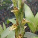 Sarcoglottis acaulis Flor