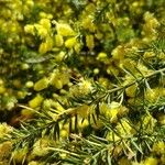 Acacia verticillata Hoja