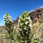 Echium decaisnei Flower