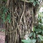 Coussapoa villosa Bark