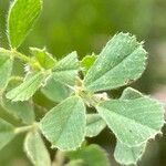 Medicago rigidula Likasa