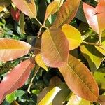 Photinia × fraseri Leaf