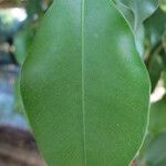Ficus benjamina Yaprak