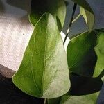 Cocculus hirsutus Leaf