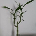 Dracaena braunii Blatt